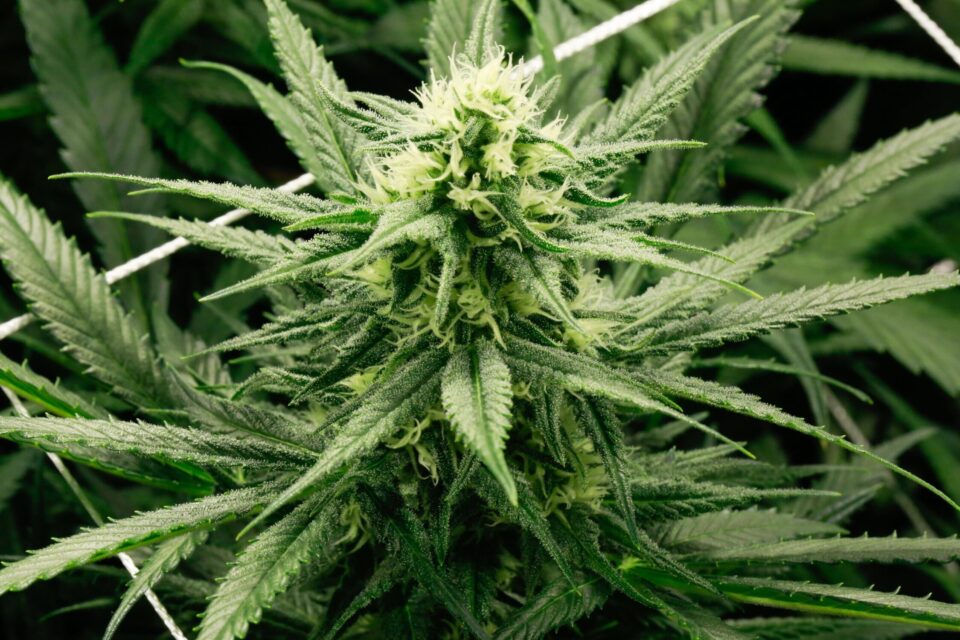 laced weed